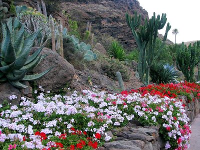 Cactus Garden