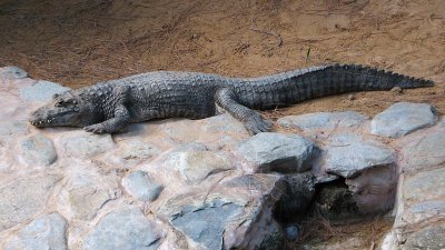 Crocodile