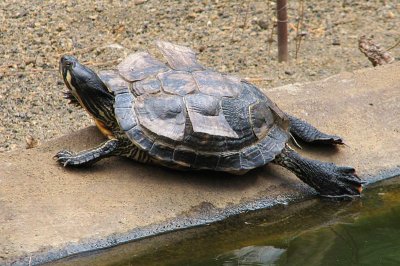 Terrapin