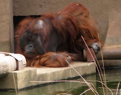 Orang Utan