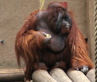 Orang Utan