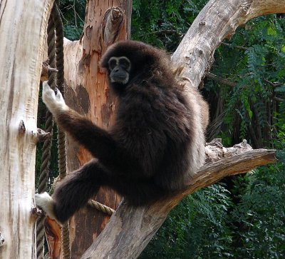 Gibbon