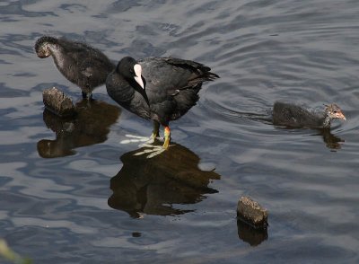 Coot and Chicks