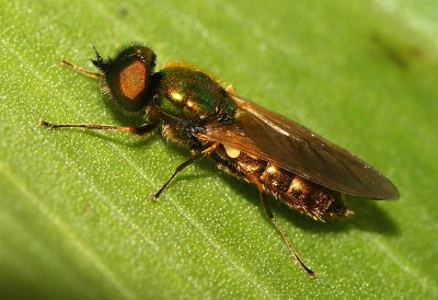 Green Bodied Fly