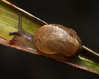 Tiny Snail