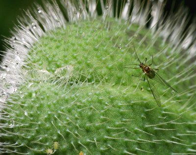 Fly on a poppy bud