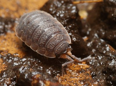 Woodlouse