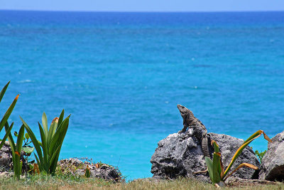 Iguana with a view