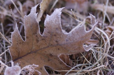 11-28-06.jpg