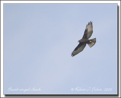 Dark Morph Broad-winged Hawk