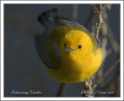  Prothonotary Warbler