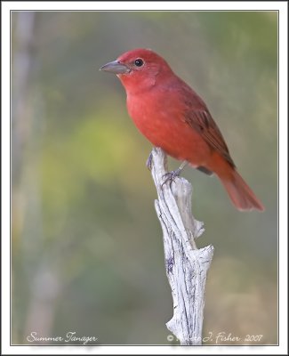 Summer Tanager