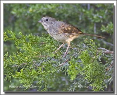 Rufous-crowned Sparrow