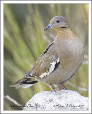 White-winged Dove