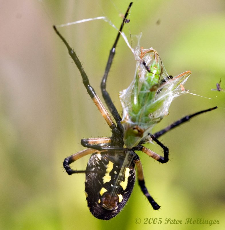 Garden Spider Wraps Grasshopper