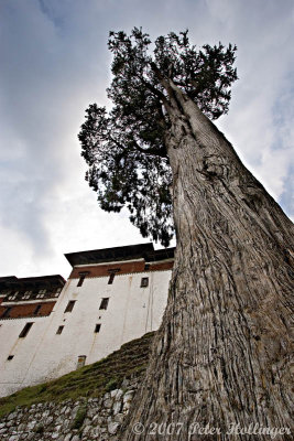 Giant Cypress beside Trongsa Dzong