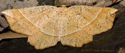 Moth on Mine Walk