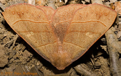 Moth on Mine Walk