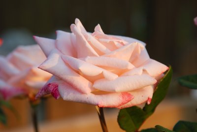 Mothers' Flowers - 2007