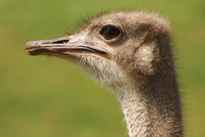 Photo Caravan - Ostrich
