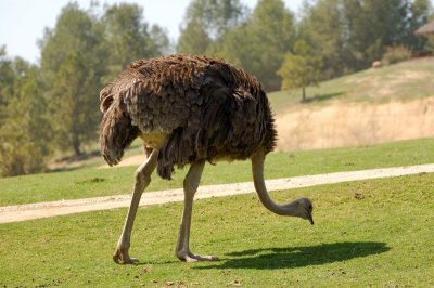 Photo Caravan - Ostrich