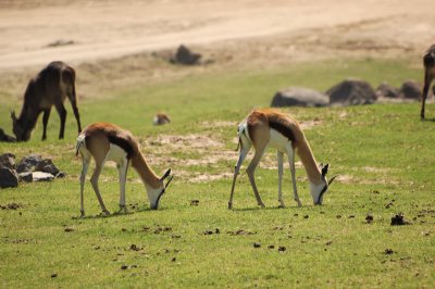 Photo Caravan - Roosevelt's Gazelle
