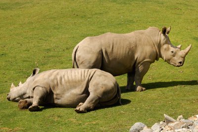 Photo Caravan - Southern White Rhinoceros