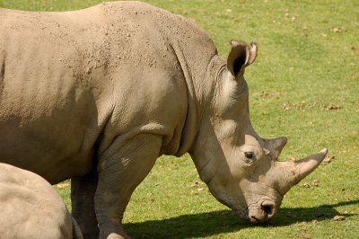 Photo Caravan - Southern White Rhinoceros