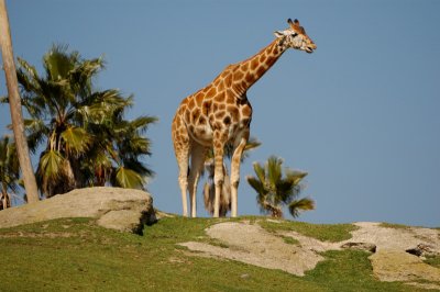 Photo Caravan - Giraffe