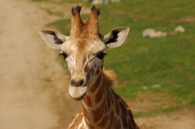 Photo Caravan - Giraffe