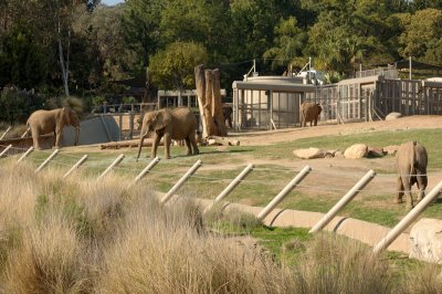 African Elephant enclosure