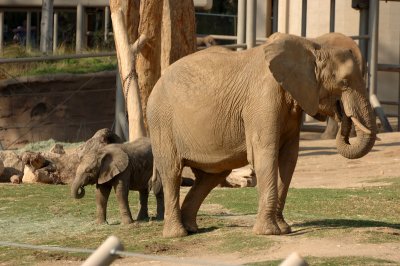 African Elephant w/baby