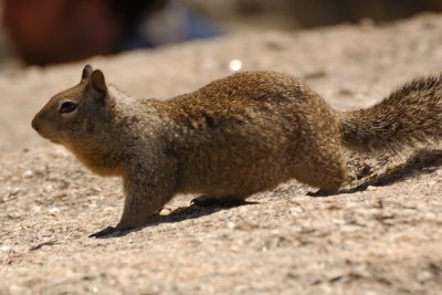 California Ground Squirrel at Taft Point