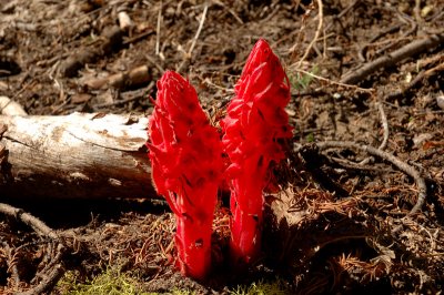 Snow Plant - along Taft Point Trail