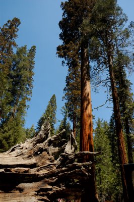 Fallen Monarch - Mariposa Grove of Giant Sequoias