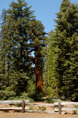 The Grizzly Giant Sequoia