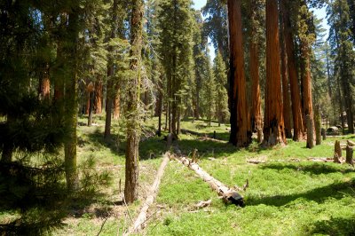 Mariposa Grove of Giant Sequoia Trees