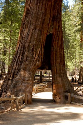 The California Tunnel Tree