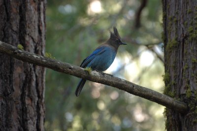 Steller's Jay at our cabin in Wawona