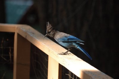 Steller's Jay on our deck