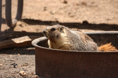 Yellow-bellied Marmot in a fire ring