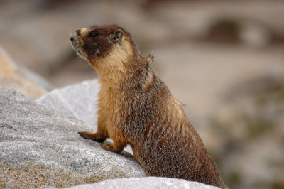 Marmot