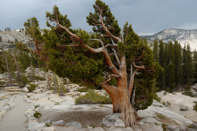 Cedar tree at Olmstead Point