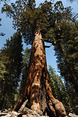 The Grizzly Giant - stitched panorama photo