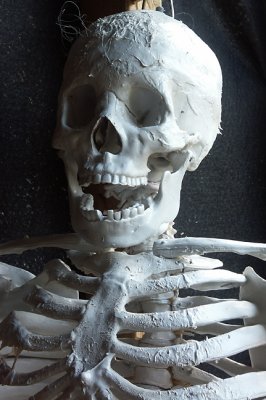 Skeleton
