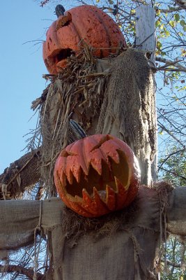 Pumpkins on a Pole