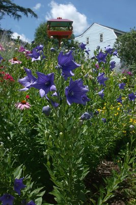 Pocket Garden, Delphinium