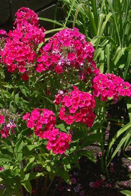 Pocket Garden, Phlox