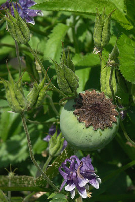 Poppy and coumbine