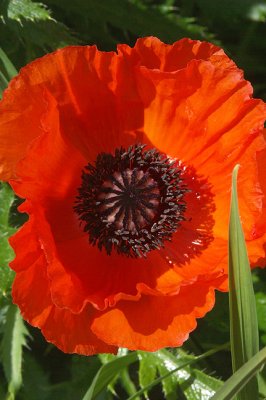 Poppy